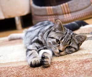 How To Clean Old Cat Poop From Carpet