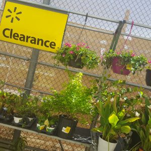 How to clean Features: “Empty The Garden Centers” – A Call To Clean The Air In Response to the Amazon Fires
