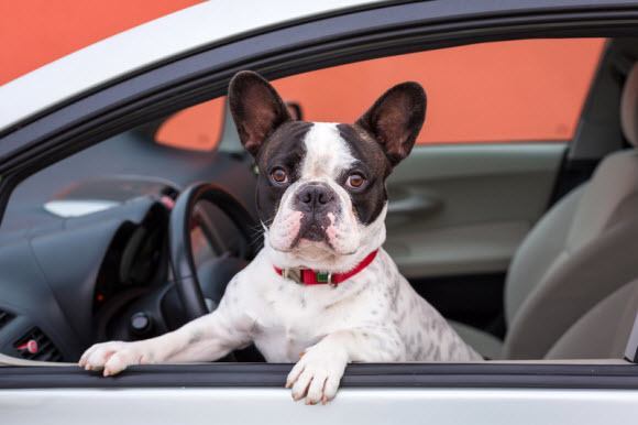 How to Remove Pet Stains from Car Upholstery » How To Clean Stuff.net
