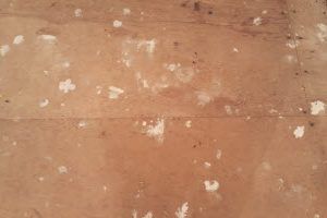 How to clean Cleaning Blog: How to Remove Mold from Your Home