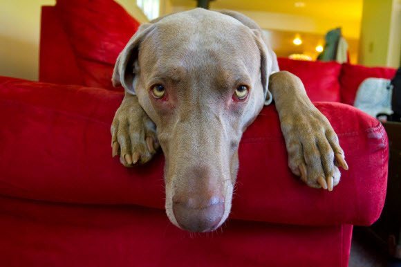 Sad-Dog-On-Couch