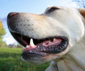 How to clean Dogs: How to Clean Your Dog’s Teeth