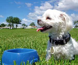 How to clean Dogs: How to Remove Lime Buildup from Dog Bowl